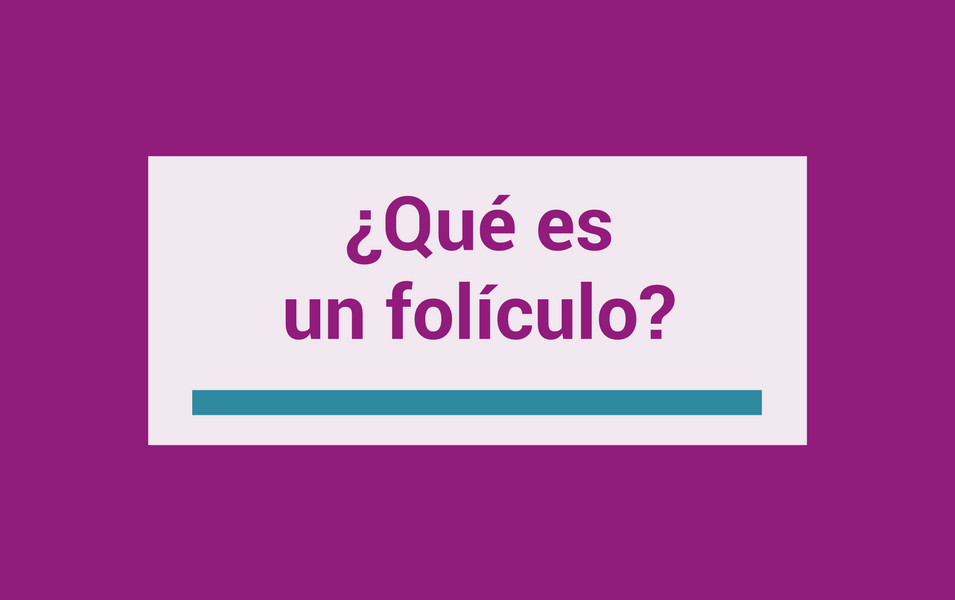 que es un foliculo