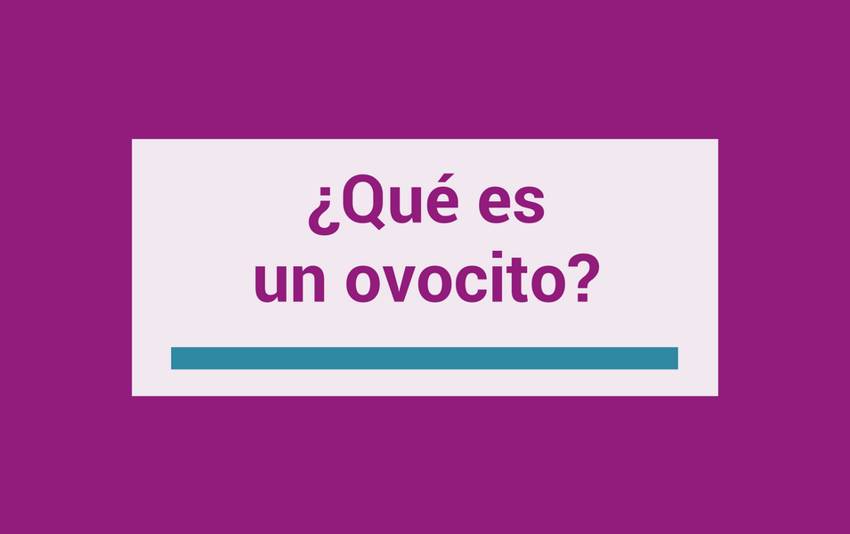 que es un ovocito